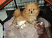 TEACUP Teddy Bear Pomeranians