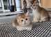 Chunky Scottish kittens