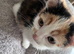 6 Adorable Tortie Mix Kittens