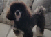 Only one Pup Left Ready 3-7-2026 from Extensively DNA & Health Tested Parents