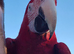 Greenwing macaw