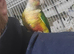 Hand reared conures