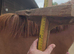 Lovely Sports Horse filly with lovely breedlines