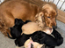 Cocker spaniel