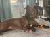 Staffy cross mastiff