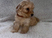 Beautiful F1 Cavapoo Puppies Health Tested Parents