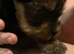 Yorkshire terrier pups