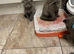 Scottish straight kitten mum and dad both Scottish fold