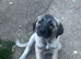 Turkish Kangal Turkish Malak