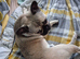 Rehome