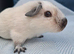 Beautiful pair of Cali Guinea Pig brothers