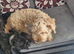 10m old female cockapoo