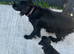 Springer spaniel X cockerpoo pups