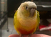 breeding pair conures with set up