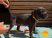 Champion blood line puppiez
