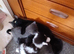 Beautiful kittens