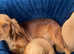 Cocker spaniel puppies