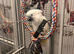Male fully tame umbrella cockatoo