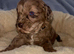 Beautiful F1 Cavapoo Puppies Health Tested Parents