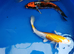 2 x 11-12 inch koi kikokuryu and kuhaku