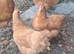 Buff Orpington breeding group