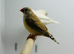 Zebra finch