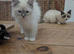 Stunning pedigree ragdolls