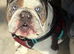 Merle KC stud