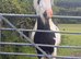 Beautiful cob gelding for sale