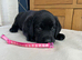 Black Labradors for sale - Pedigree and KC registered