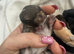 Newborn baby lops