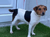 Jack Russell female