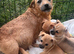 Border terrier X Jack Russell Puppies