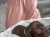 Miniature dachshunds
