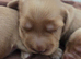 RKC SHOW COCKER SPANIEL PUPPIES EXTENSIVELY HEALTH