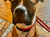 Hugo is searching for his forever home