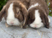 Mini lops ready now