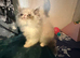 1 male persian