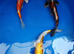 koi high grade from £5 see pics