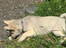 Loving homes needed Norwegian buhunds