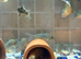 Breeding Adult XXL Corydoras Colony&rsquo;s for sale. All proven breeders!