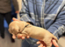 Miniature dachshund