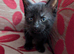 Kittens for sale
