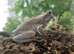 Blue Eyed Snowflake Whites at Birmingham Reptiles