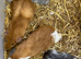 Baby Male Guinea Pigs