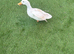 2 cherry valley and 2 khaki ducks