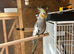 2 lovely cockatiel babys for sale