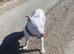 Stitch the white and ginger staffy