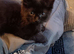 Urgent 1 black kitten