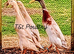 Blue Apricot Indian Runner Duck Hatching Eggs